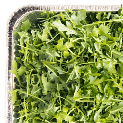 Arugula