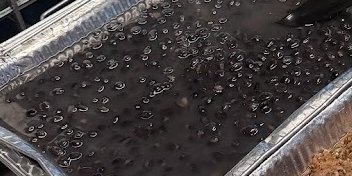 Black Beans