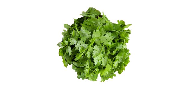 Micro Cilantro