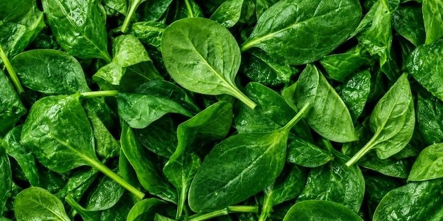 Baby Spinach