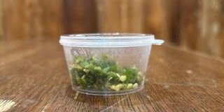 Green Chillies