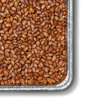 Pinto Beans