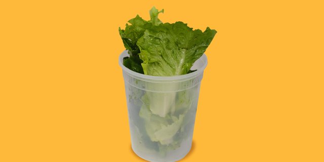 Lettuce