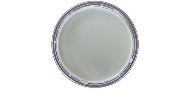 Tahini Sauce