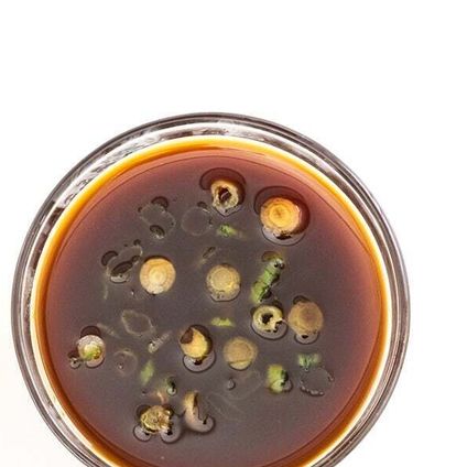 Ponzu Fresh Sauce